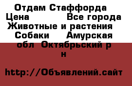 Отдам Стаффорда › Цена ­ 2 000 - Все города Животные и растения » Собаки   . Амурская обл.,Октябрьский р-н